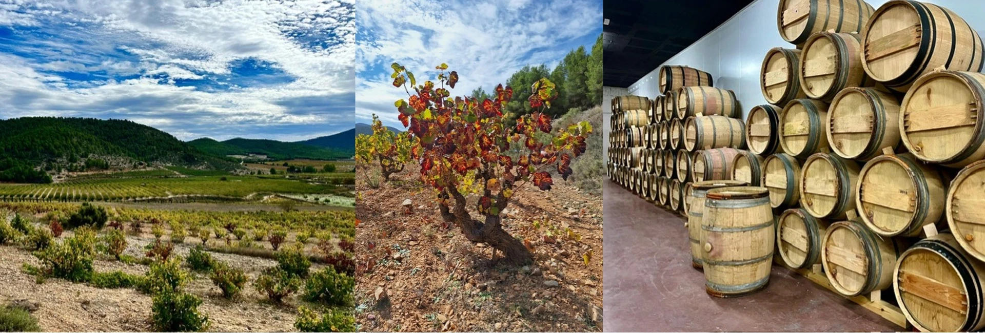 Photo montage comportant 3 photos : Un vignoble, un cep de vigne au feuillage rouge et une cave avec un empilement de tonneaux en bois clair