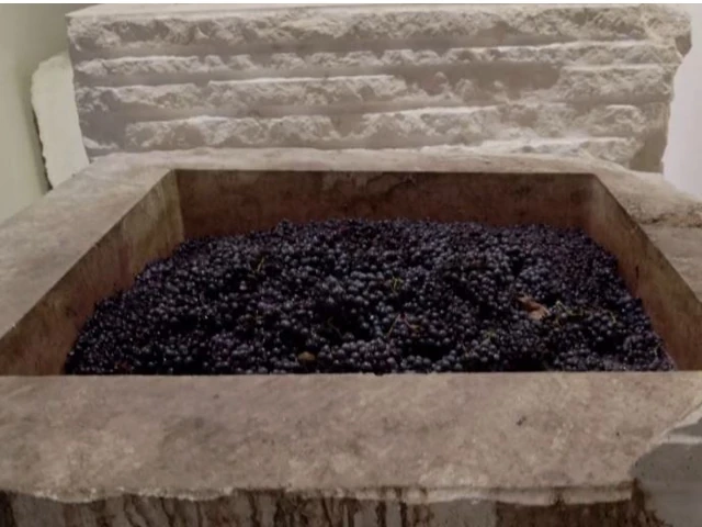 Une cuve en pierre contient des grappes de raisins noirs