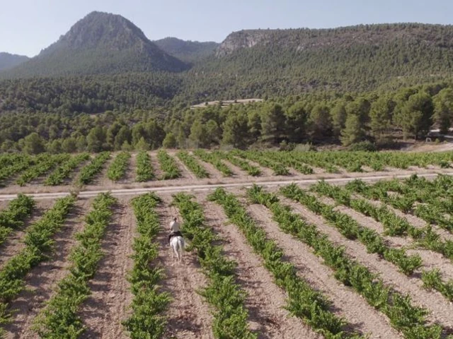 Vignoble entouré de montagnes